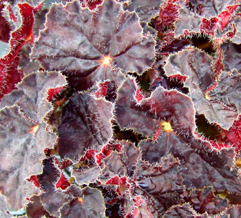 B. ‘Madame O’Reilly’